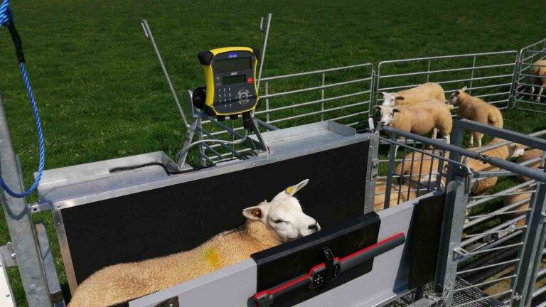 Shepherdsmate- Sheep Weighing
