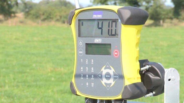 Shepherdsmate- Tru-Test EID Weighing