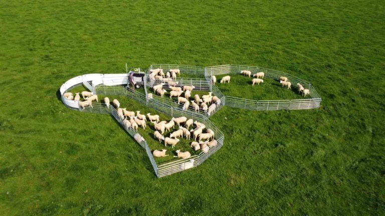 Shepherdsmate- Flock Management