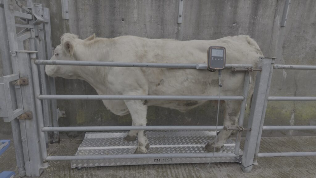 Cattle Weigh Platform