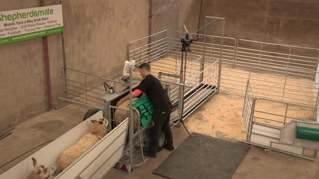 Ivan Scott - Shepherdsmate- World Record Sheep Shearer