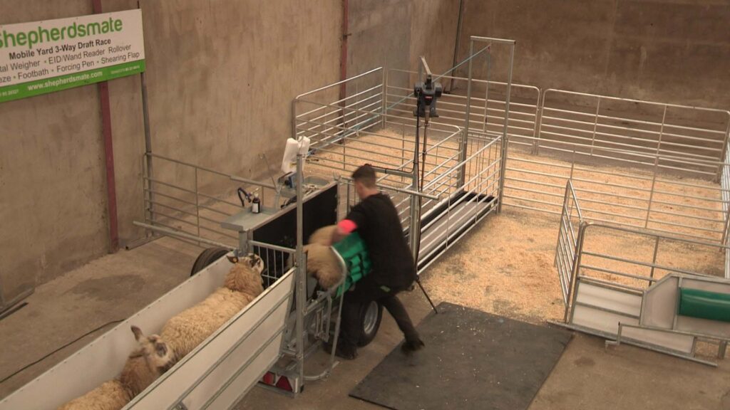 Ivan Scott - Shepherdsmate- World Record Sheep Shearer