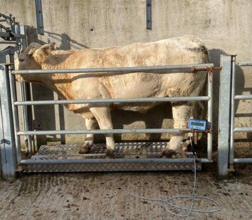 Cattle Weighing Platform