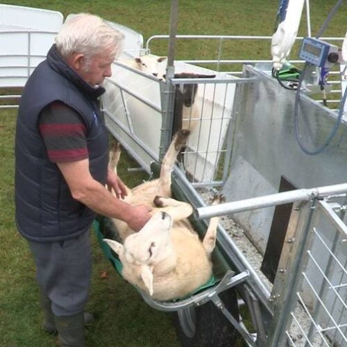 Shepherdsmate Rollover